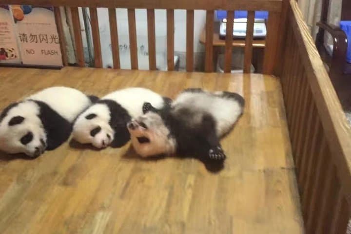 Day Trip to Chengdu Panda Base from Beijing — Private Round-Trip Flight & Panda Viewing photo 6