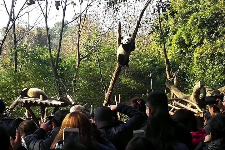 Private Chengdu Panda Base Day Tour from Guangzhou — Fast Flight to See Giant Pandas photo 6
