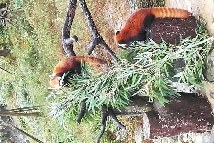 Chengdu Panda Base Day Tour: Round-Trip Flight from Shenzhen photo 6