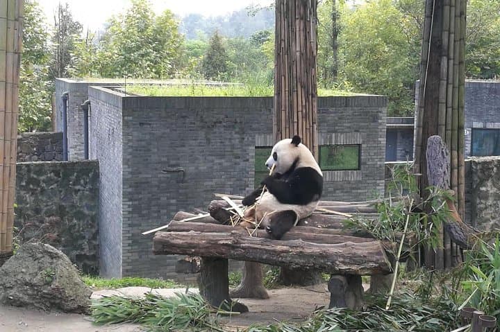 Private Chengdu Panda Base Day Tour from Guangzhou — Fast Flight to See Giant Pandas