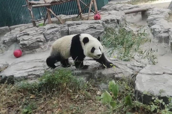 Chengdu Panda Base Day Tour: Round-Trip Flight from Shenzhen