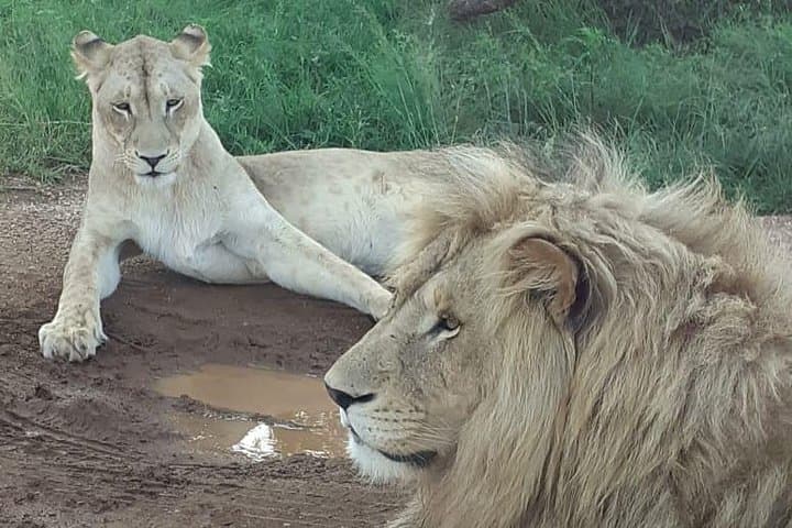 Kruger National Park Full-Day Safari from Hazyview — Big Five Game Drive