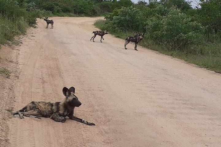 Kruger National Park Full-Day Safari from Hazyview — Big Five Game Drive photo 4
