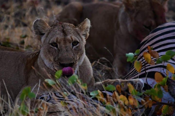 Kruger National Park Full-Day Safari from Hazyview — Big Five Game Drive photo 6