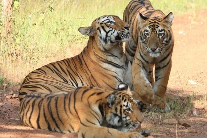 Golden Triangle & Ranthambhore: Luxury 5-Day Private Tour from Delhi photo 2