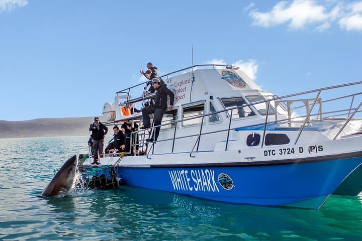 Face-to-Fin: Gansbaai Shark Cage Diving & Conservation Encounter