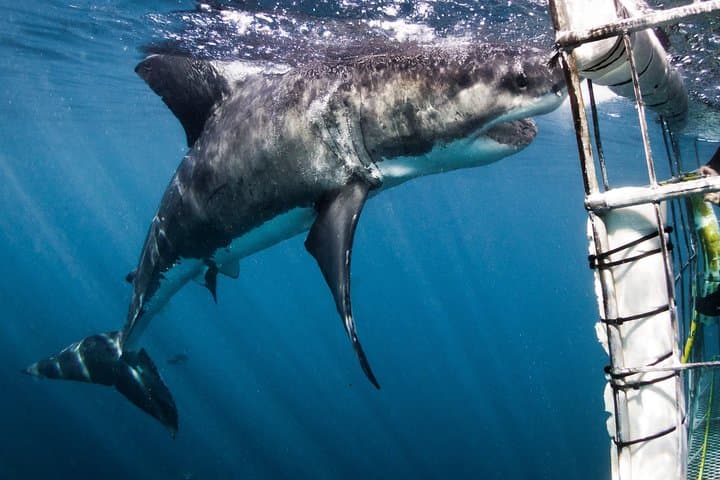 Face-to-Fin: Gansbaai Shark Cage Diving & Conservation Encounter photo 2