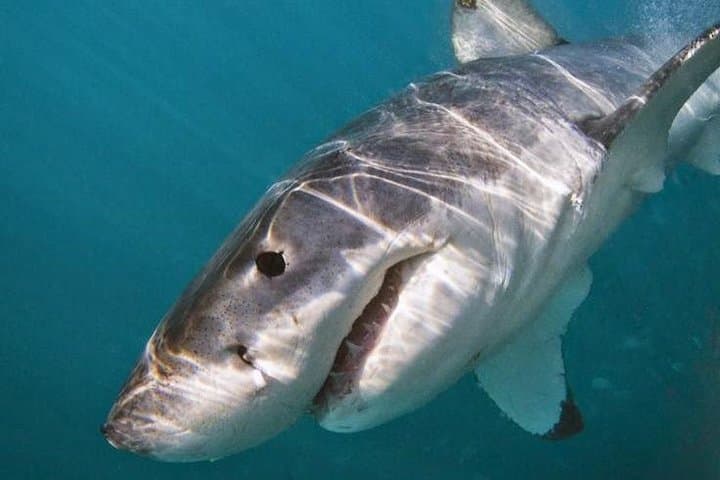 Face-to-Fin: Gansbaai Shark Cage Diving & Conservation Encounter photo 3