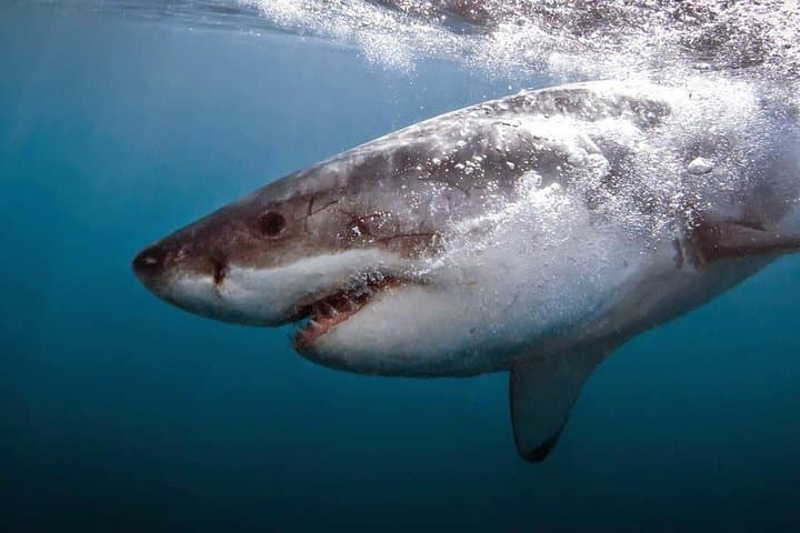 Face-to-Fin: Gansbaai Shark Cage Diving & Conservation Encounter photo 4