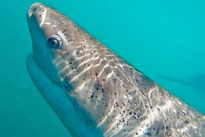 Face-to-Fin: Gansbaai Shark Cage Diving & Conservation Encounter photo 5