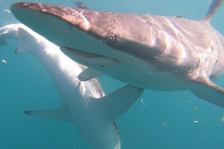 Face-to-Fin: Gansbaai Shark Cage Diving & Conservation Encounter photo 6