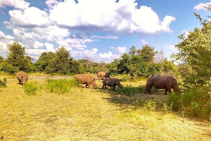 Up-Close White Rhino Encounter: Game Drive in Musi-Otunya National Park, Livingstone photo 1