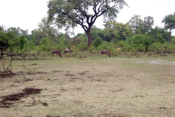 Up-Close White Rhino Encounter: Game Drive in Musi-Otunya National Park, Livingstone photo 2