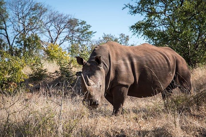 Up-Close White Rhino Encounter: Game Drive in Musi-Otunya National Park, Livingstone photo 4