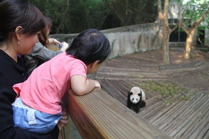Chengdu to Mount Emei: 2-Day Private Tour to Panda Base, Leshan Giant Buddha & Golden Summit