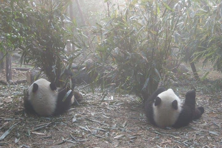 Pandas and Peaks: Private Day Tour to Chengdu Panda Base & Mount Qingcheng photo 3