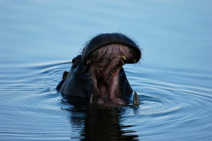 Sunset Cruise on the Upper Zambezi: 2.5-Hour Victoria Falls River Safari photo 2