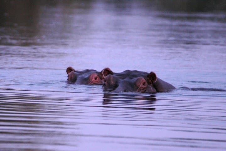 Sunset Cruise on the Upper Zambezi: 2.5-Hour Victoria Falls River Safari photo 3
