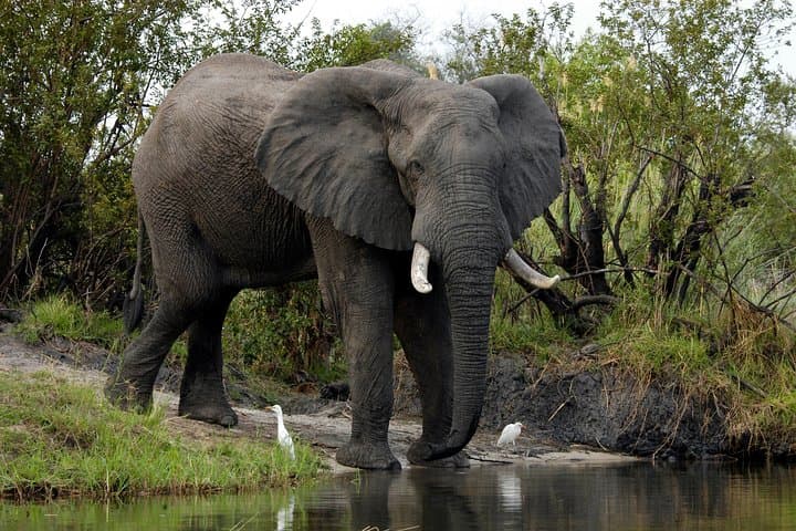 Sunset Cruise on the Upper Zambezi: 2.5-Hour Victoria Falls River Safari photo 4