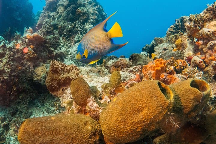 Playa del Carmen Discover Scuba: Basic Diver Bautismo Guide photo 4