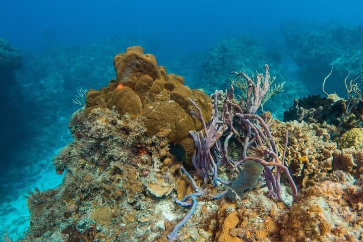 Playa del Carmen Discover Scuba: Basic Diver Bautismo Guide photo 6