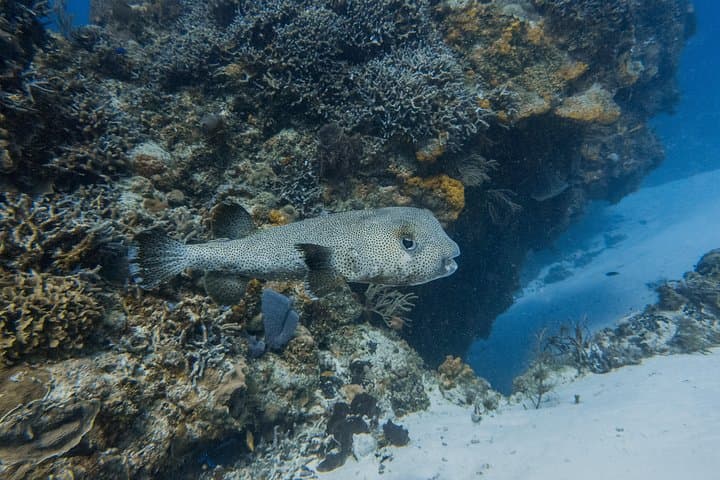 Open Water Diver Course Cozumel — Learn Scuba and Protect the Reef photo 5