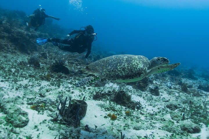 Open Water Diver Course Cozumel — Learn Scuba and Protect the Reef photo 6
