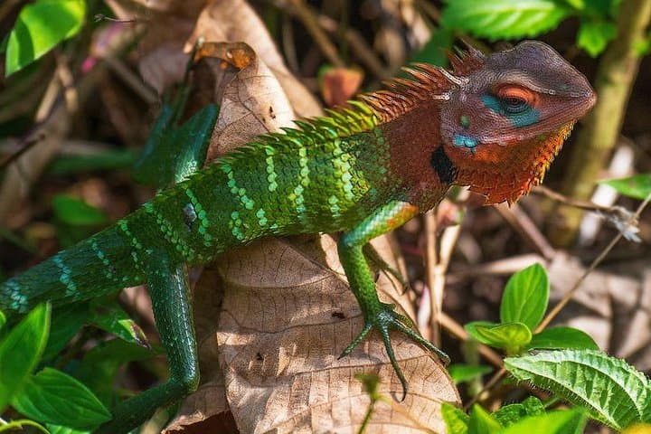 Sinharaja Rain Forest Guided Day Tour from Colombo — Trekking & Birding in Sri Lanka