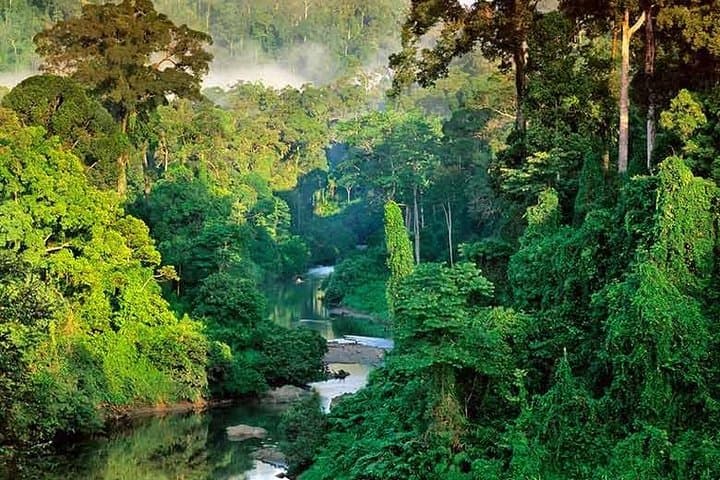 Sinharaja Rain Forest Guided Day Tour from Colombo — Trekking & Birding in Sri Lanka photo 3