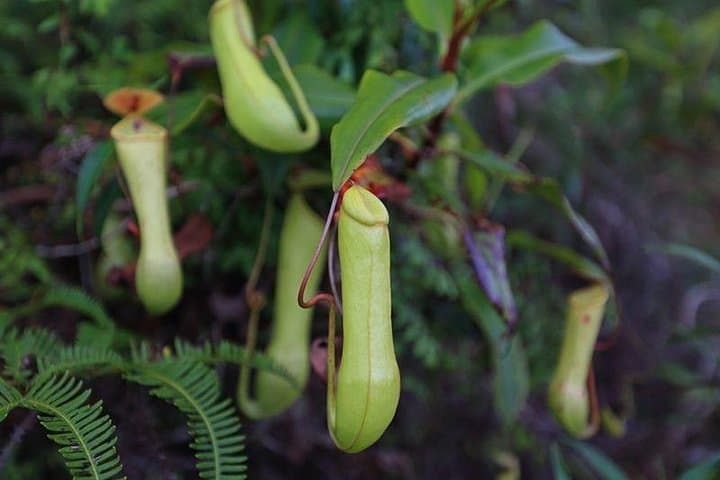 Sinharaja Rain Forest Guided Day Tour from Colombo — Trekking & Birding in Sri Lanka photo 5