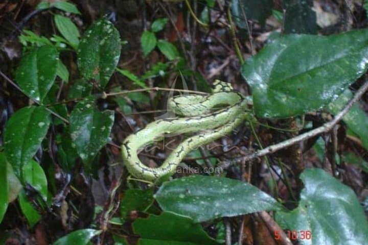 Sinharaja Rain Forest Guided Day Tour from Colombo — Trekking & Birding in Sri Lanka photo 6