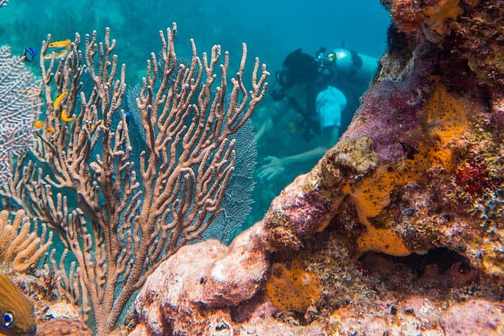 Scuba Diving Cozumel Island Private Boat on the Mesoamerican Reef photo 3