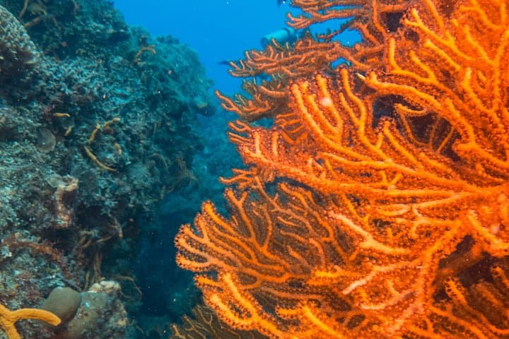 Scuba Diving Cozumel Island Private Boat on the Mesoamerican Reef photo 4