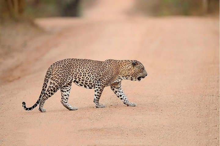 Overnight Private Yala Safari: Luxury Tented Camping & Night Game Drives photo 3
