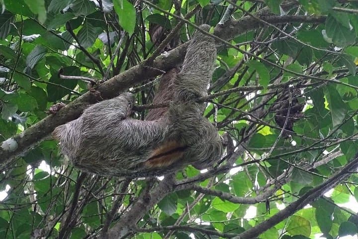 Arenal Hanging Bridges: Mistico Park Guided Walk with Views of Arenal Volcano photo 4