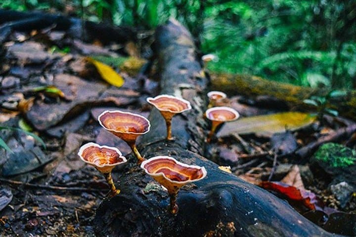 Kanneliya Rain Forest Day Trip from Colombo: Walk Sri Lanka's Ancient Canopy