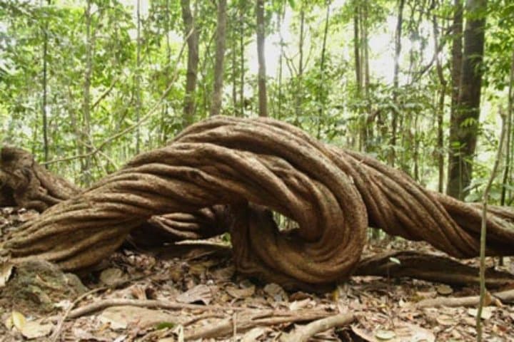 Kanneliya Rain Forest Day Trip from Colombo: Walk Sri Lanka's Ancient Canopy photo 3