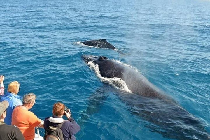 Mirissa Whale Watching, Stilt Fishing & Turtle Tour from Colombo — Full-Day Marine Wildlife Adventure