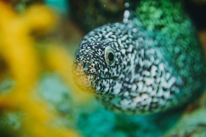 Local Dive in Playa del Carmen: Two-Tank Reef Dive with Conservation Focus photo 3