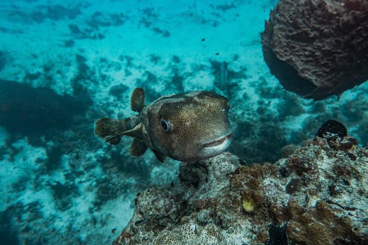 Local Dive in Playa del Carmen: Two-Tank Reef Dive with Conservation Focus photo 4