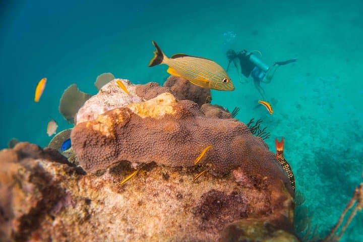 Local Dive in Playa del Carmen: Two-Tank Reef Dive with Conservation Focus photo 5