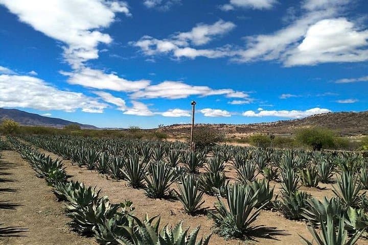 Oaxaca Private Day Tour: Hierve el Agua, Tule Tree, Mezcal & Weaving photo 3