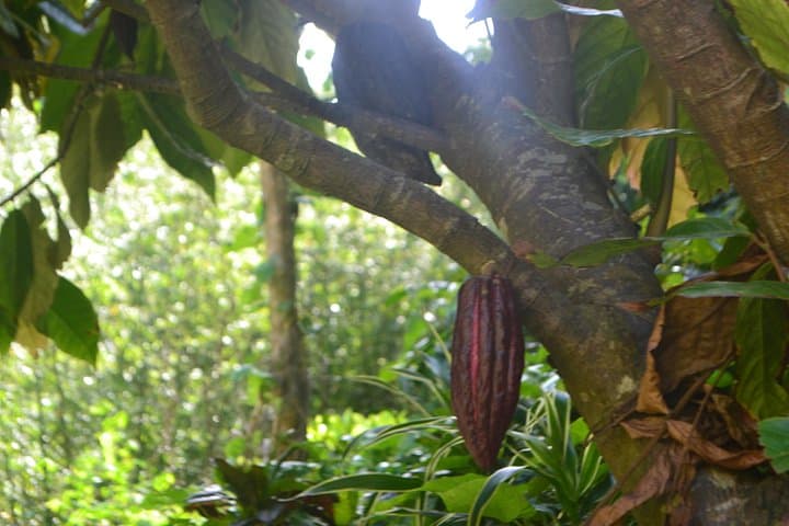 Grenada Isle of Spice Full-Day Adventure — Waterfalls, Rum, Chocolate & Grand Etang photo 3