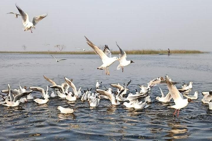 Nal Sarovar Bird Sanctuary and Lothal: A Day of Birds and Bronze-Age Ruins from Ahmedabad