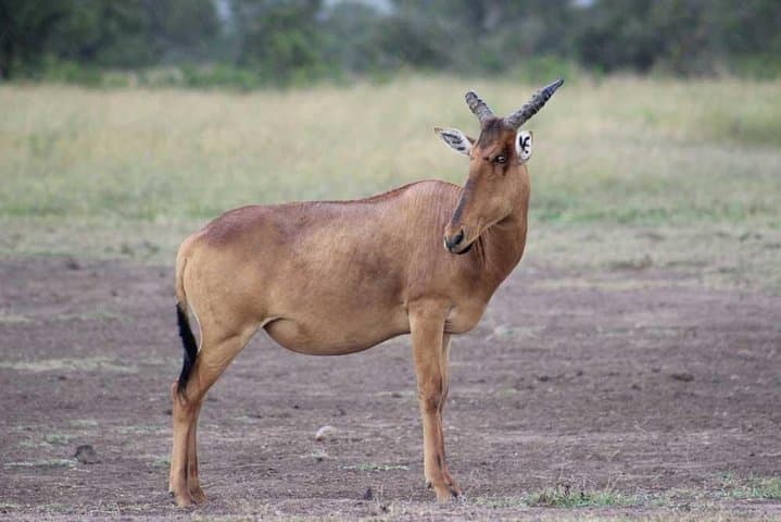 Ol Pejeta & Mount Kenya Overnight: Chimp Sanctuary, Rhinos and Old Moses Hike photo 3