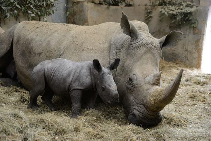 Ol Pejeta & Mount Kenya Overnight: Chimp Sanctuary, Rhinos and Old Moses Hike photo 5