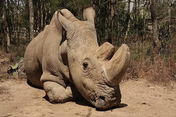 Ol Pejeta & Mount Kenya Overnight: Chimp Sanctuary, Rhinos and Old Moses Hike photo 6