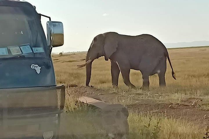 7 Days Salt-Lick Safari: Ultimate Wildlife Adventure in Kenya’s Iconic Parks