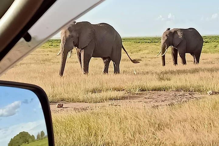 7 Days Salt-Lick Safari: Ultimate Wildlife Adventure in Kenya’s Iconic Parks photo 2