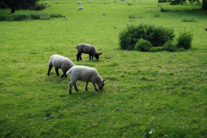 London to Cotswolds Day Tour: Private Full-Day Drive Through England's Countryside photo 2